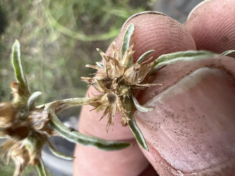 Gamochaeta sphacelata photo 5