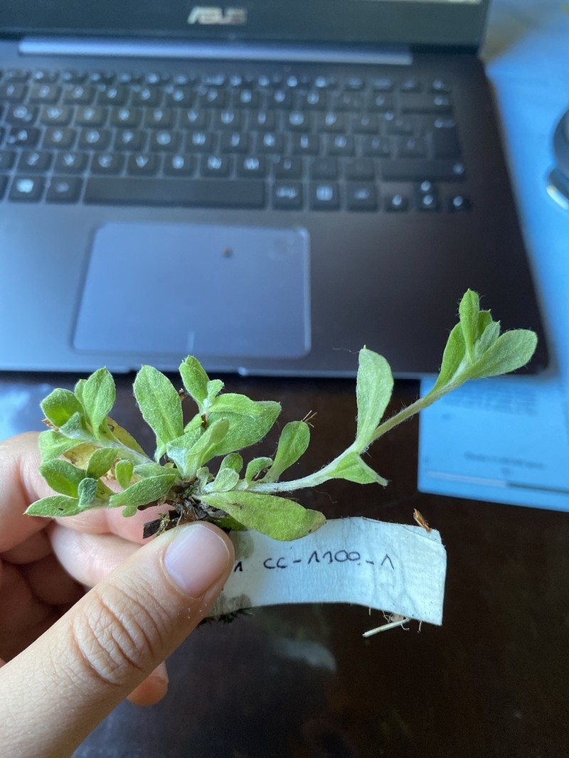 Gamochaeta spiciformis
