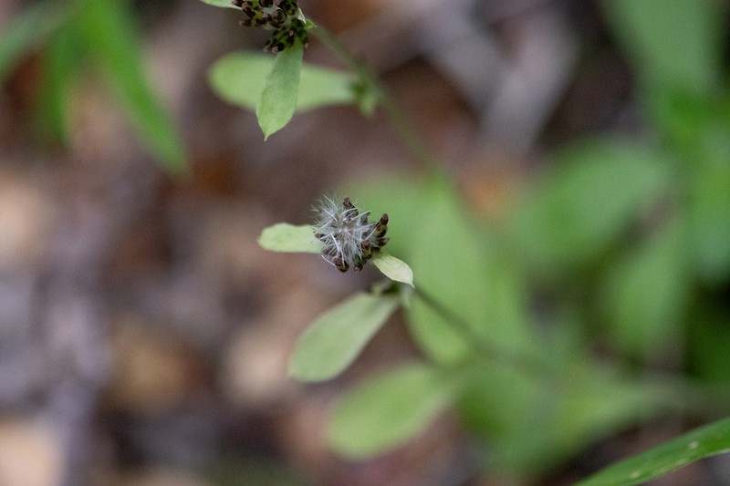 Gamochaeta spiciformis photo 2