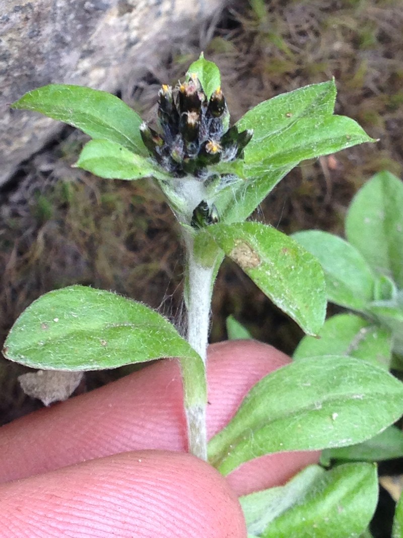 Gamochaeta spiciformis photo 3