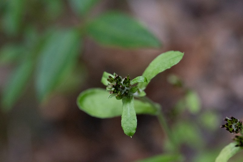 Gamochaeta spiciformis photo 4