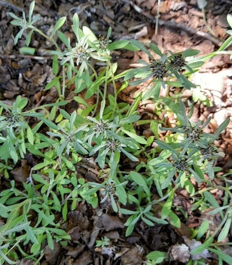 Gamochaeta spiciformis photo 5