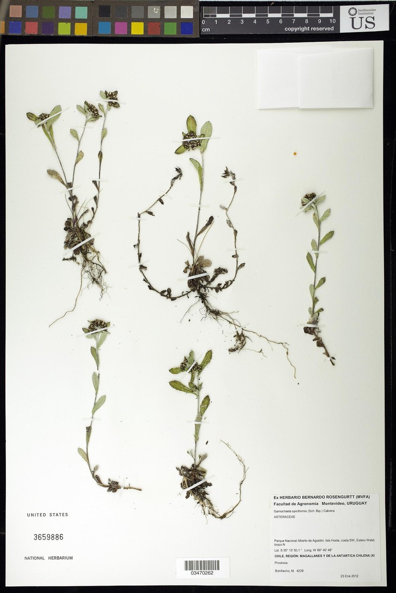 Gamochaeta spiciformis photo 6