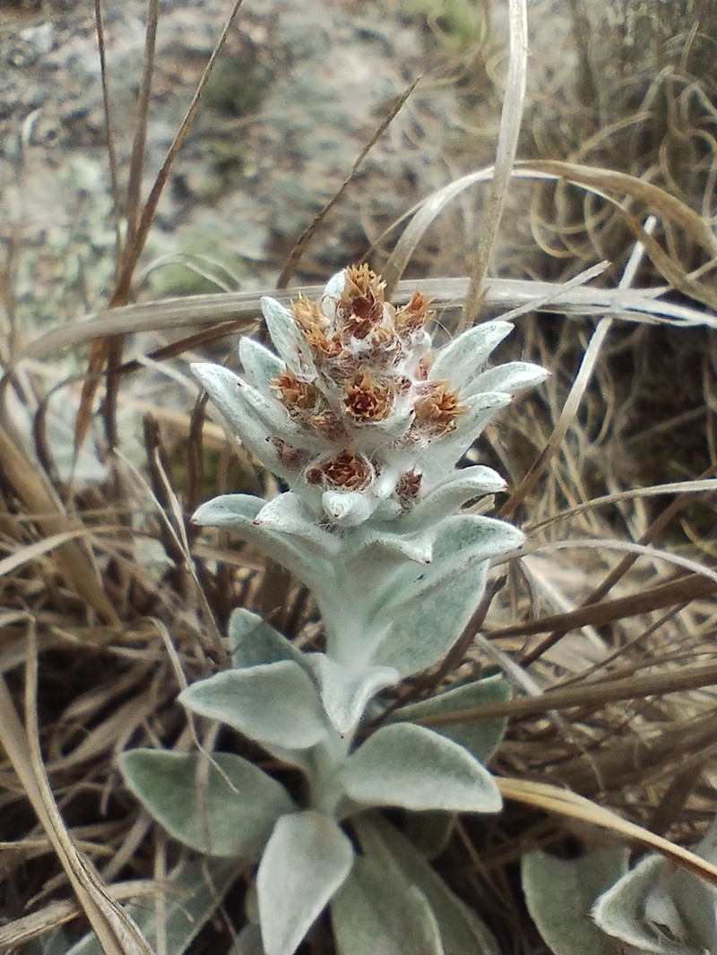 Gamochaeta stachidifolia