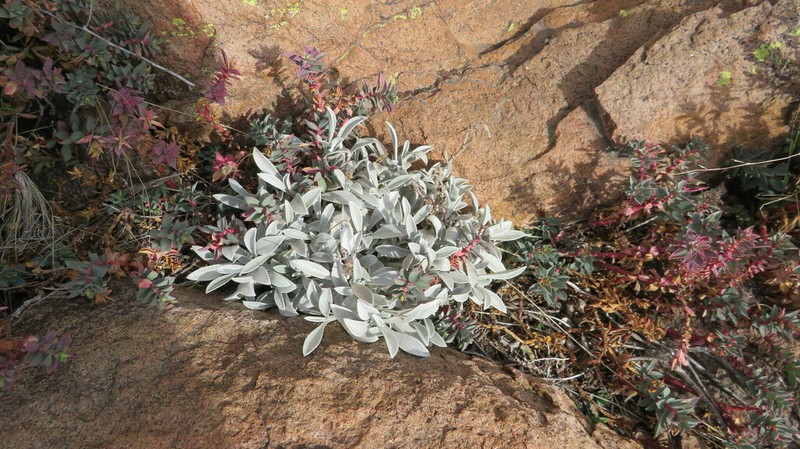 Gamochaeta stachidifolia photo 2