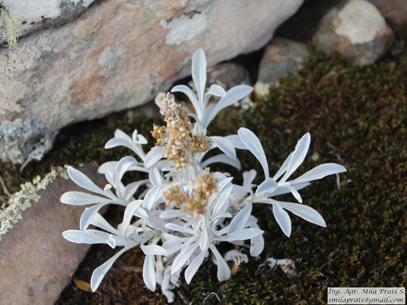 Gamochaeta stachidifolia photo 3
