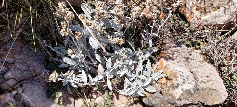 Gamochaeta stachidifolia photo 4