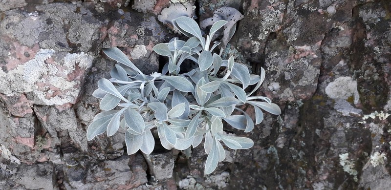 Gamochaeta stachidifolia photo 5