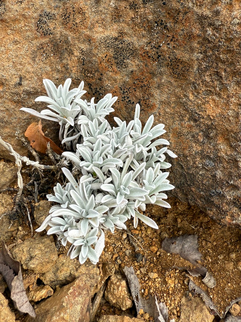 Gamochaeta stachidifolia photo 6