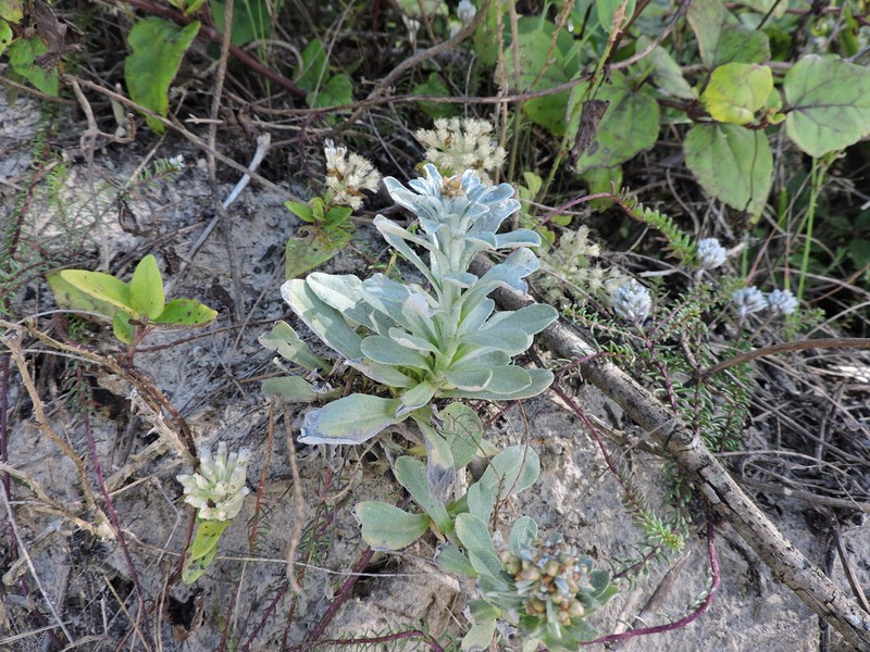Gamochaeta stachidifolia photo 7