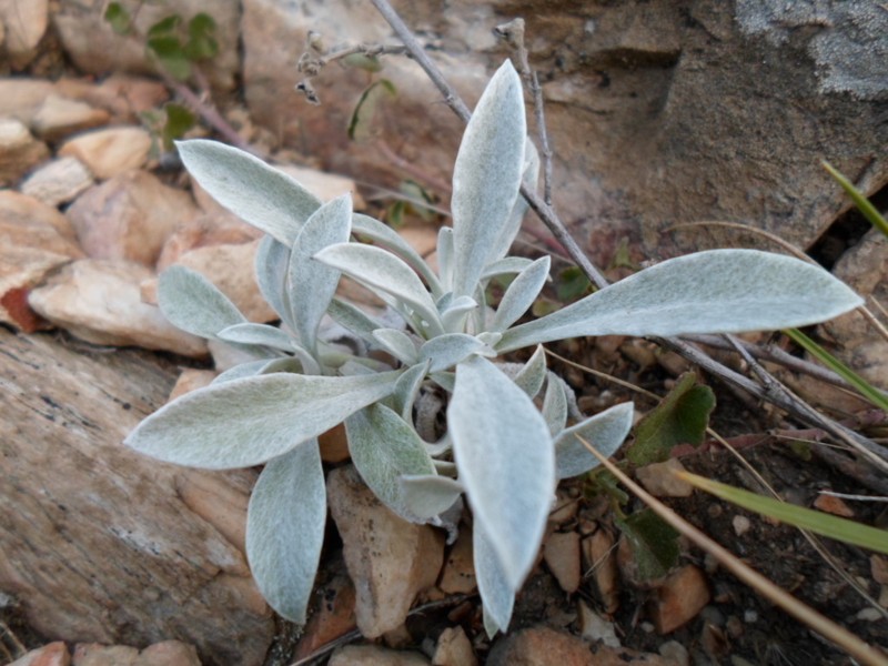 Gamochaeta stachidifolia photo 8
