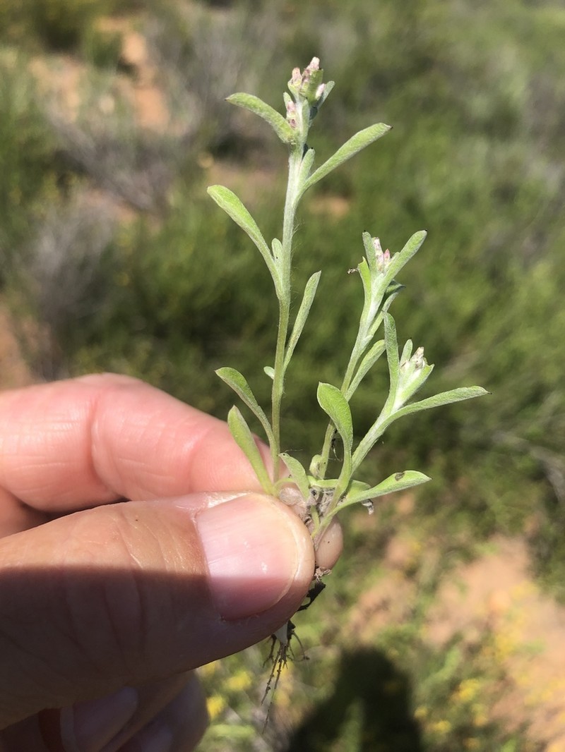 Gamochaeta stagnalis photo 2