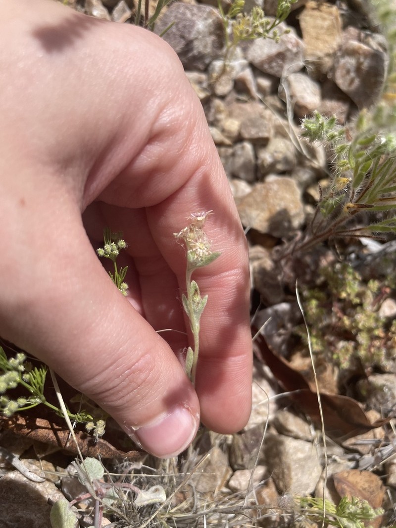 Gamochaeta stagnalis photo 3