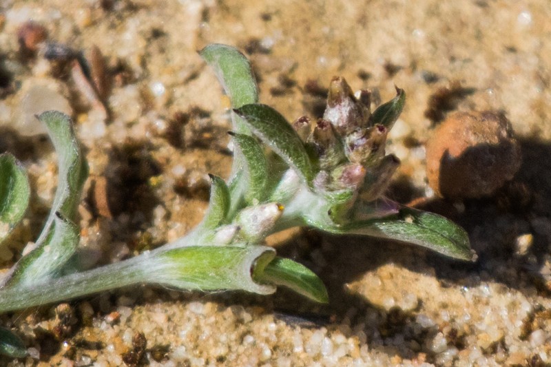 Gamochaeta stagnalis photo 5