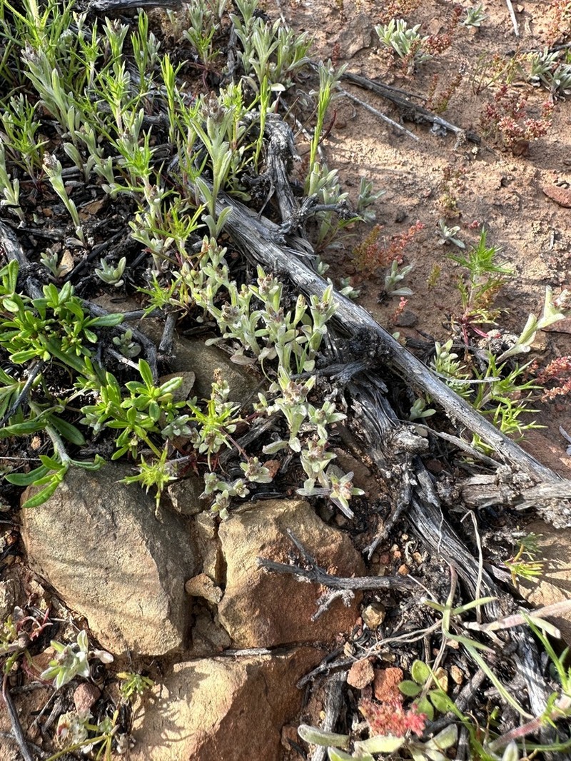 Gamochaeta stagnalis photo 6