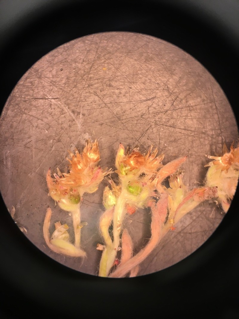 Gamochaeta stagnalis photo 7