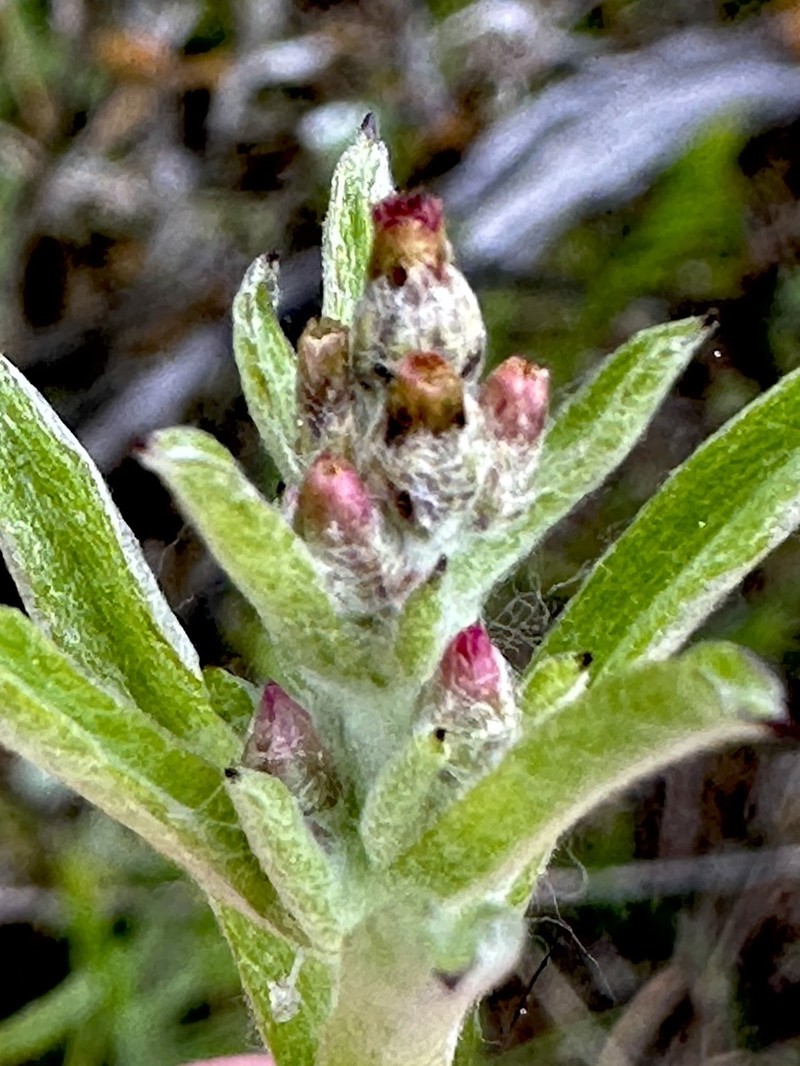Gamochaeta stagnalis photo 8