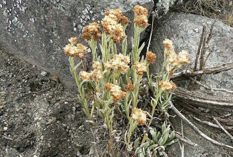 Gamochaeta standleyi