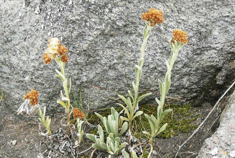 Gamochaeta standleyi photo 3