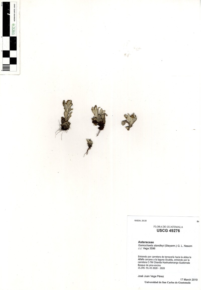 Gamochaeta standleyi photo 4