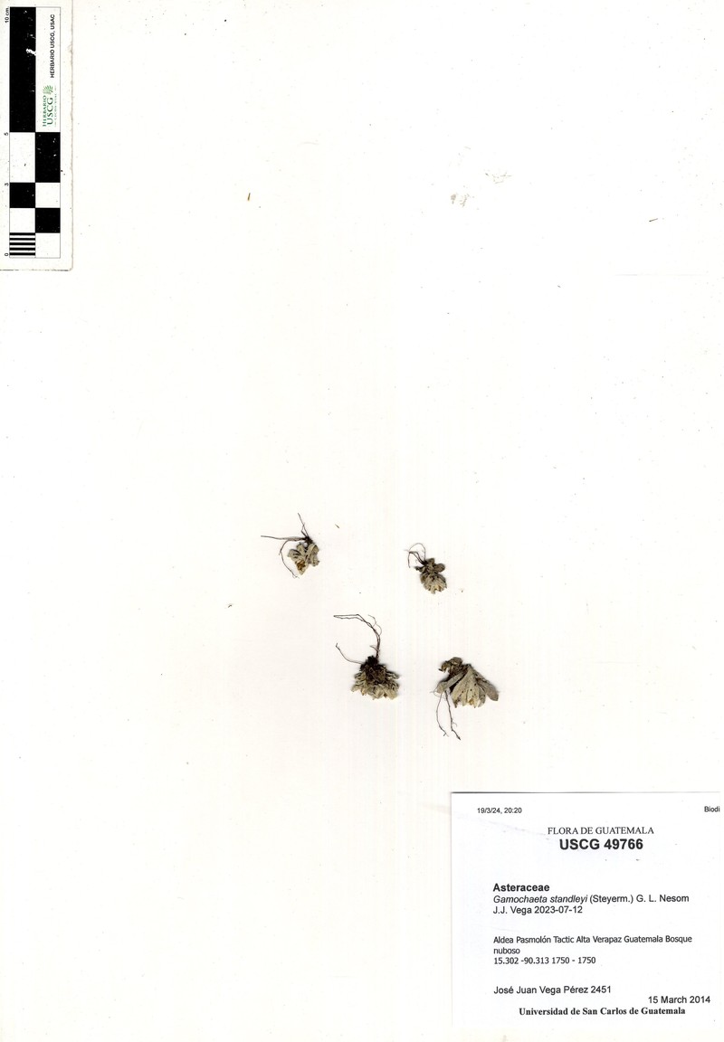 Gamochaeta standleyi photo 5