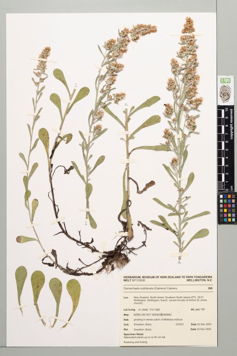 Gamochaeta subfalcata photo 2