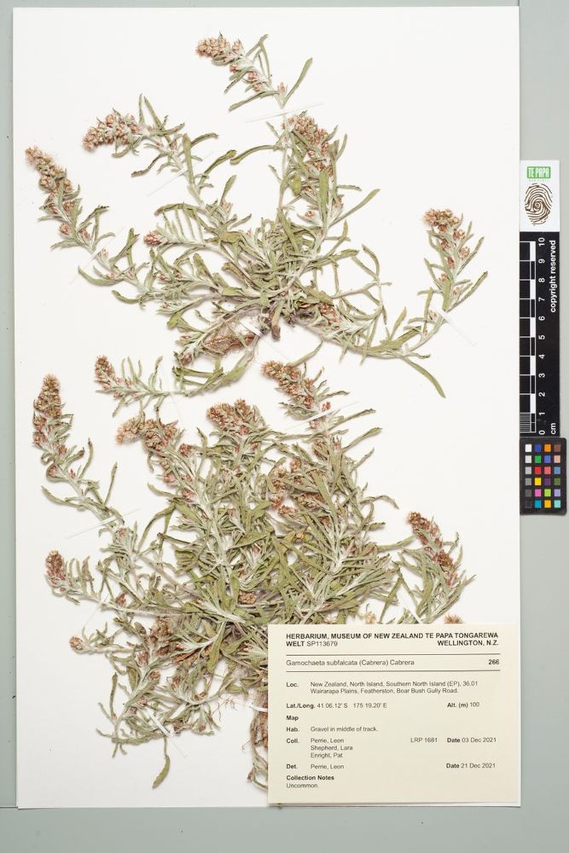 Gamochaeta subfalcata photo 3