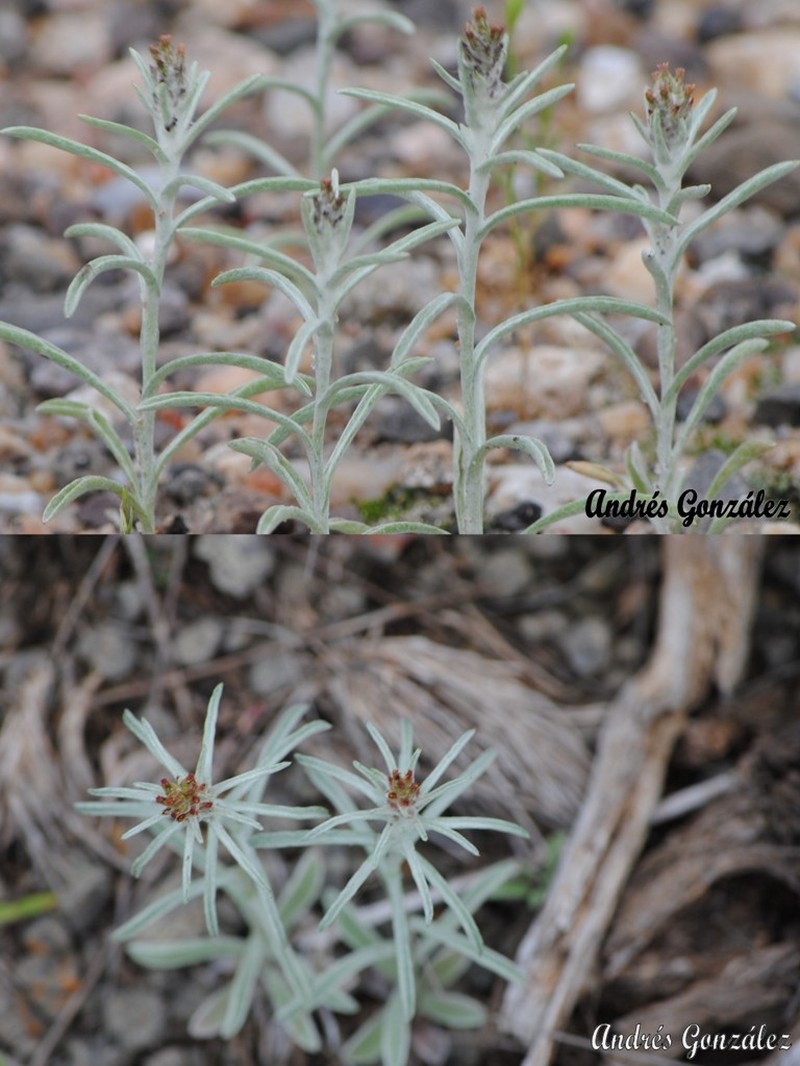 Gamochaeta subfalcata photo 4