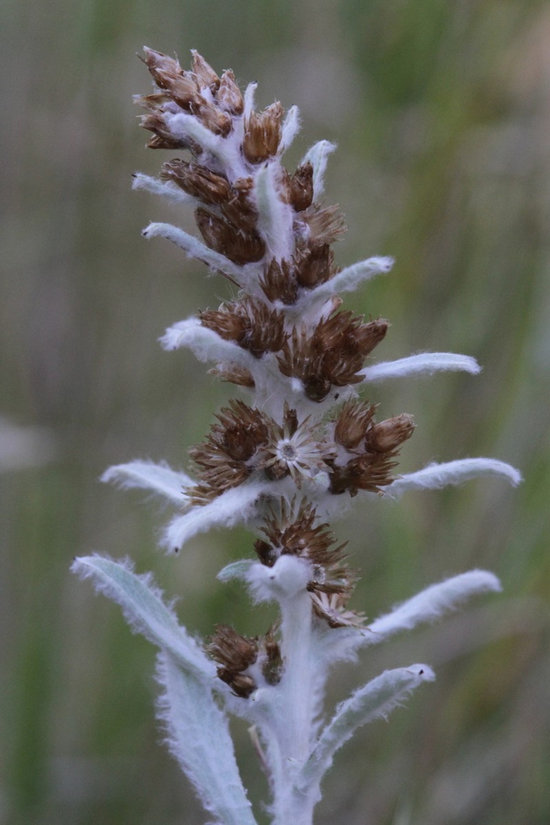 Gamochaeta thouarsii