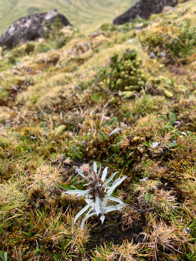 Gamochaeta thouarsii photo 3
