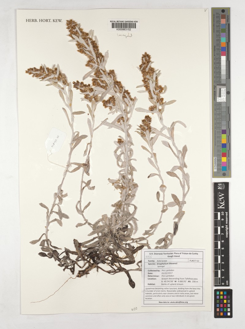 Gamochaeta thouarsii photo 5