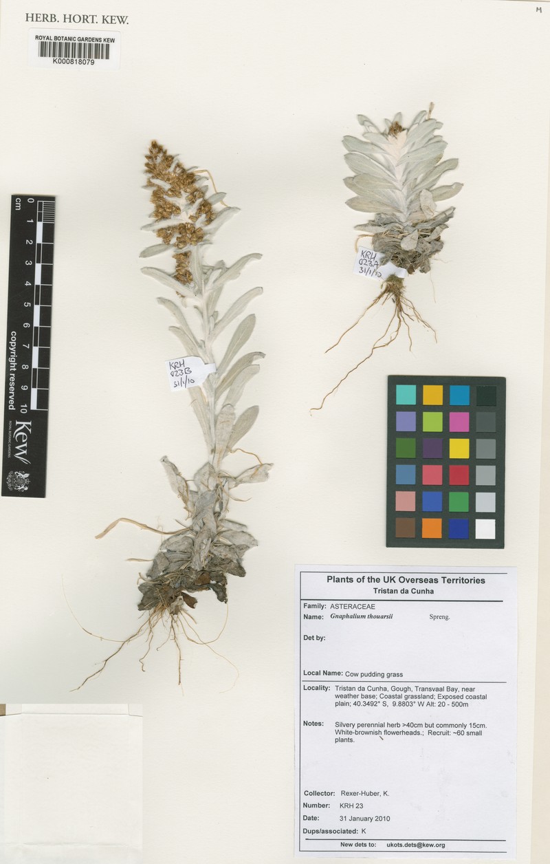 Gamochaeta thouarsii photo 6