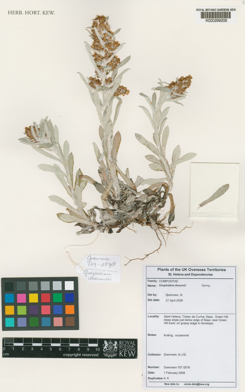 Gamochaeta thouarsii photo 7
