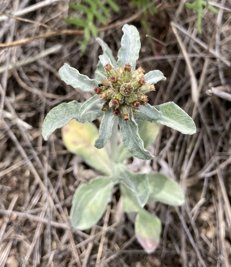 Featherweed