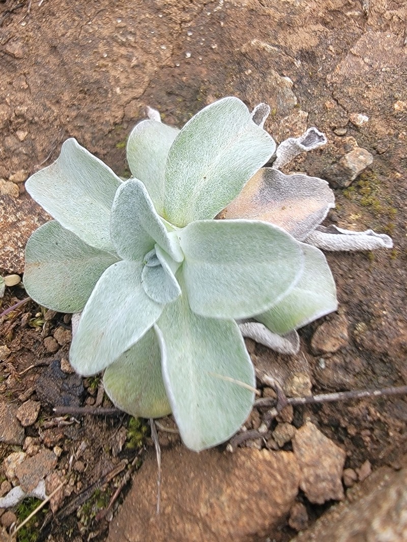 Featherweed photo 2