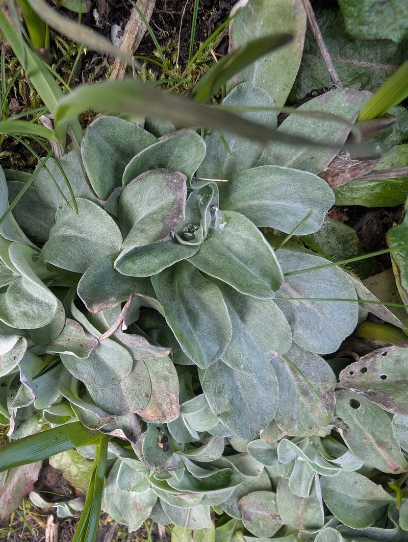 Featherweed photo 3