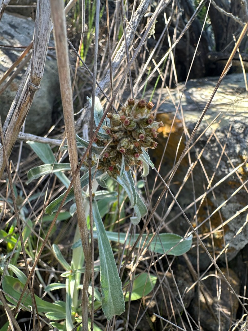 Featherweed photo 5