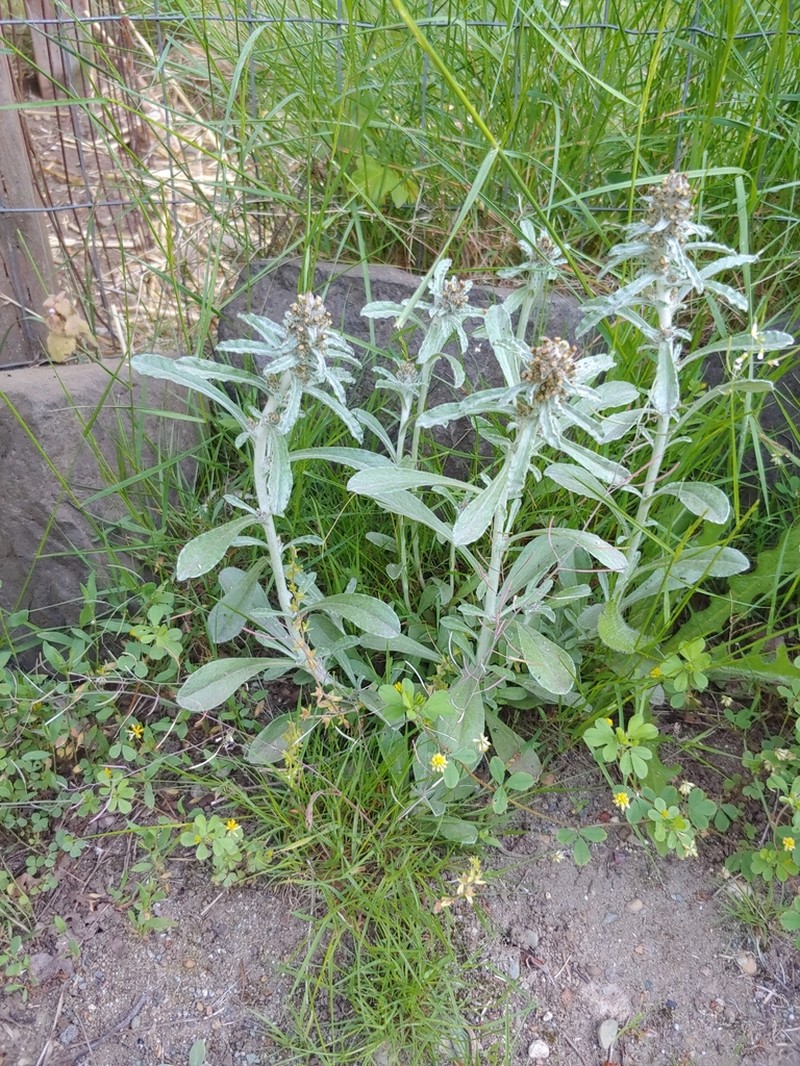Featherweed photo 6