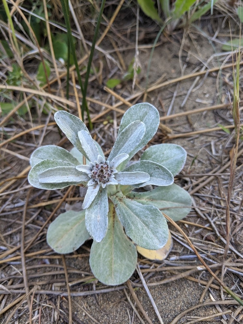 Featherweed photo 8