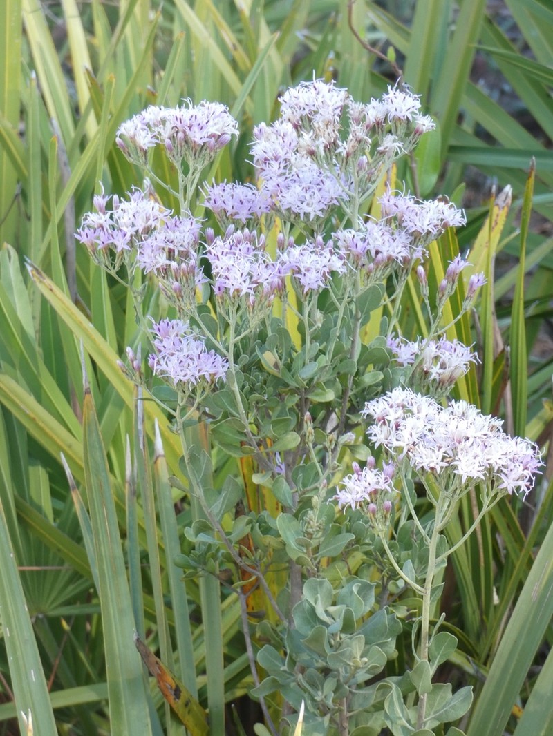 Garberia photo 3