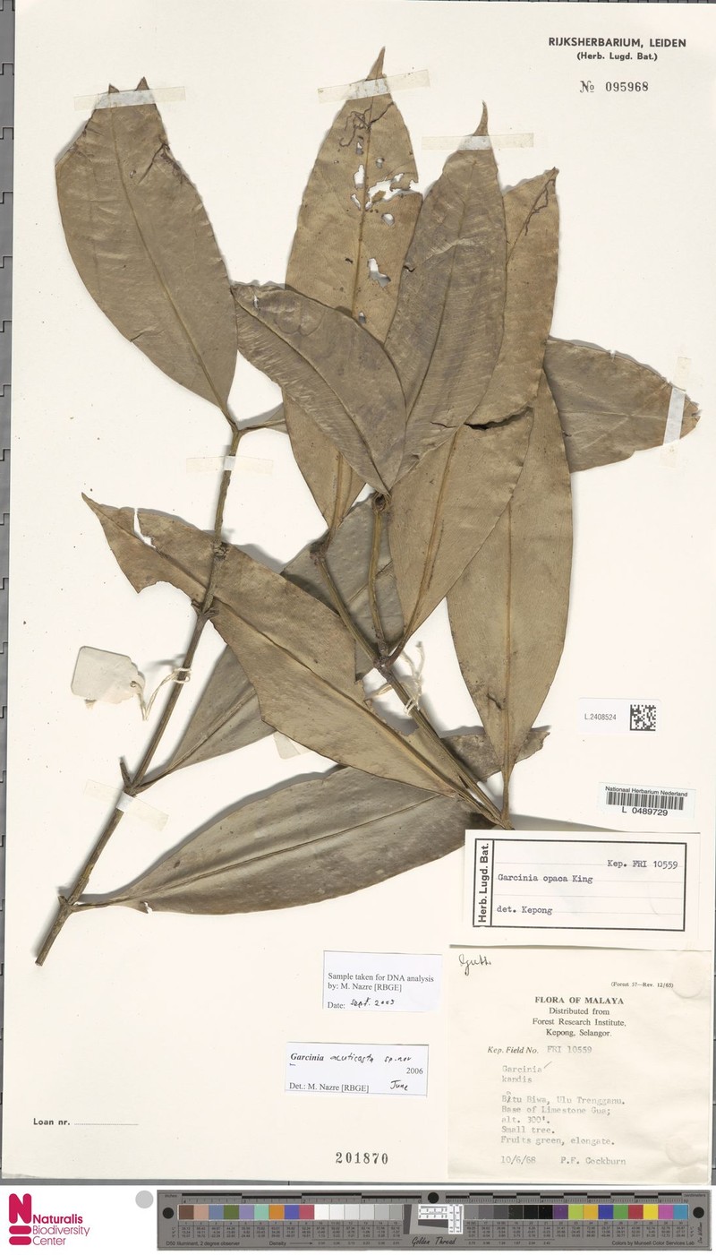 Garcinia acuticosta photo 2