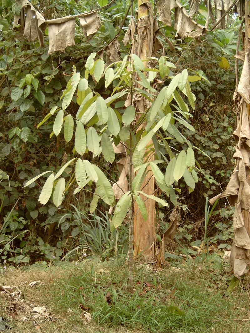 Garcinia alepensis
