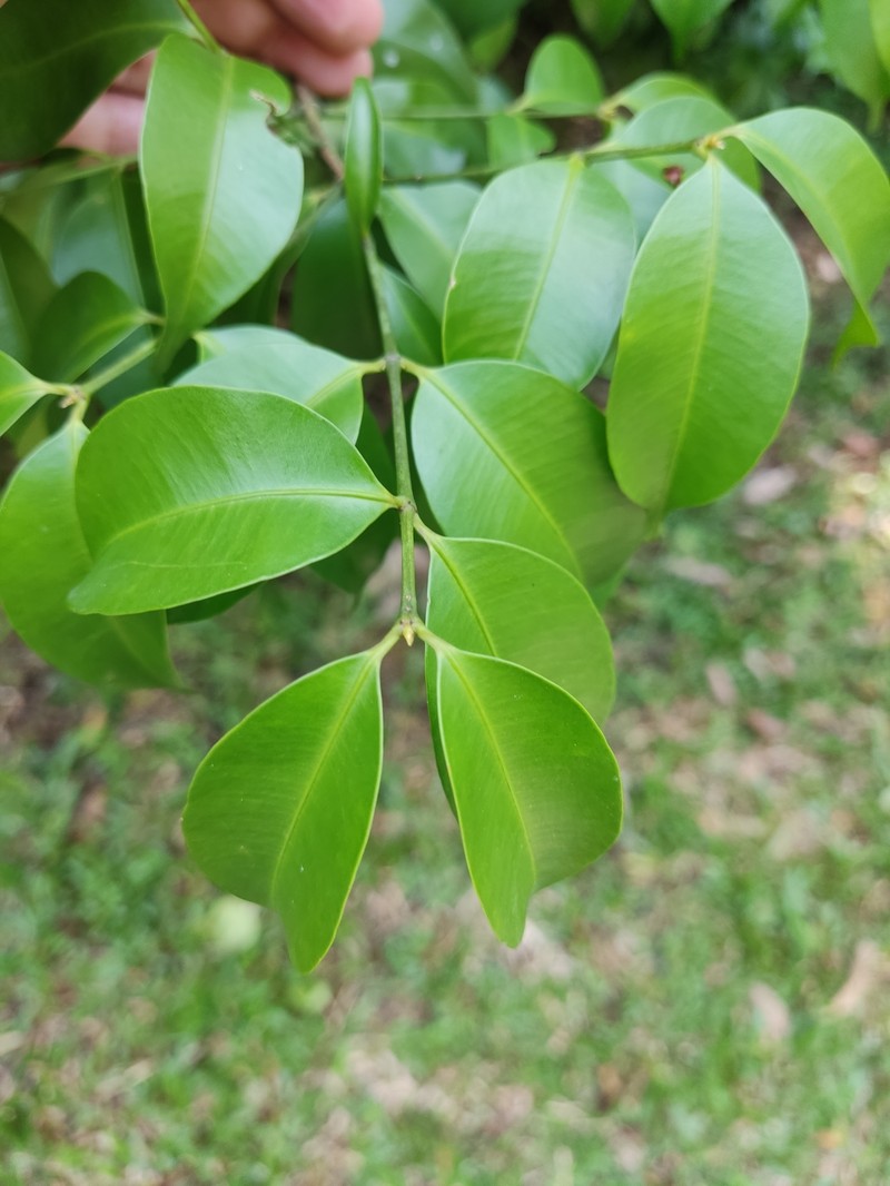 Garcinia diospyrifolia var. diospyrifolia
