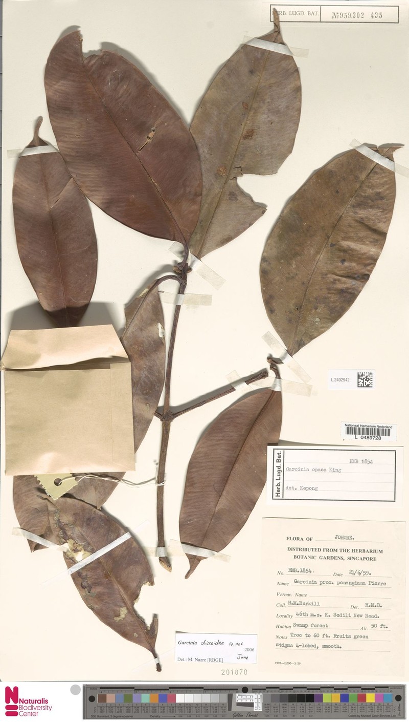 Garcinia discoidea