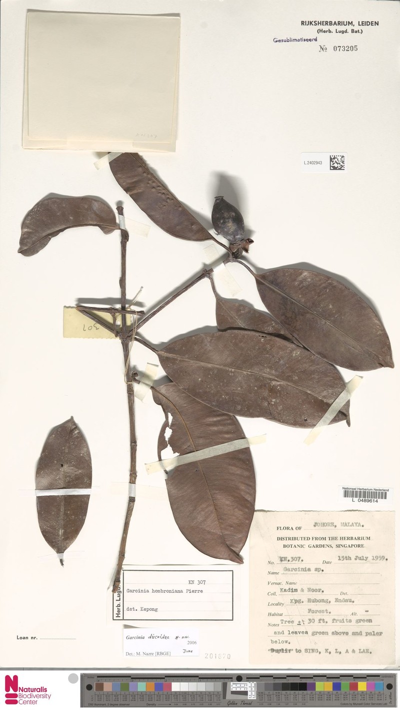 Garcinia discoidea photo 2