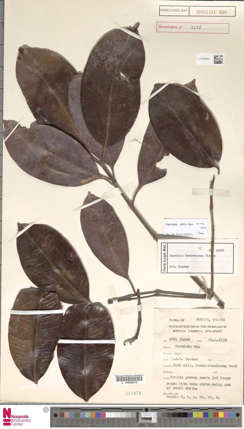 Garcinia discoidea photo 3
