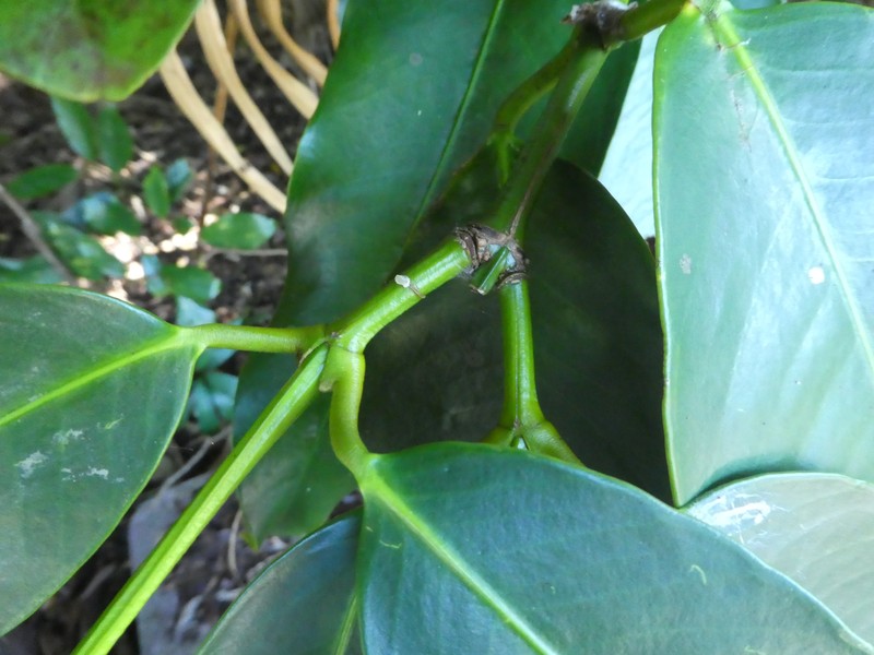 Gourka photo 2