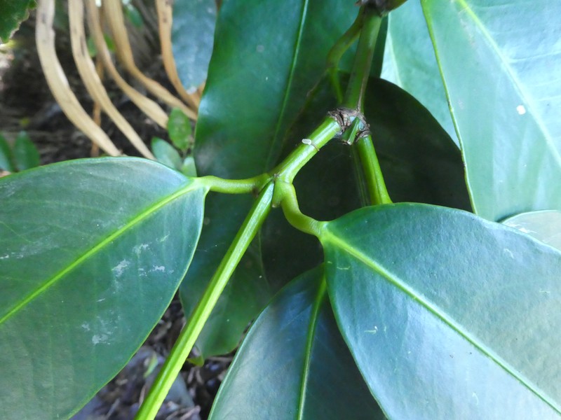 Gourka photo 3