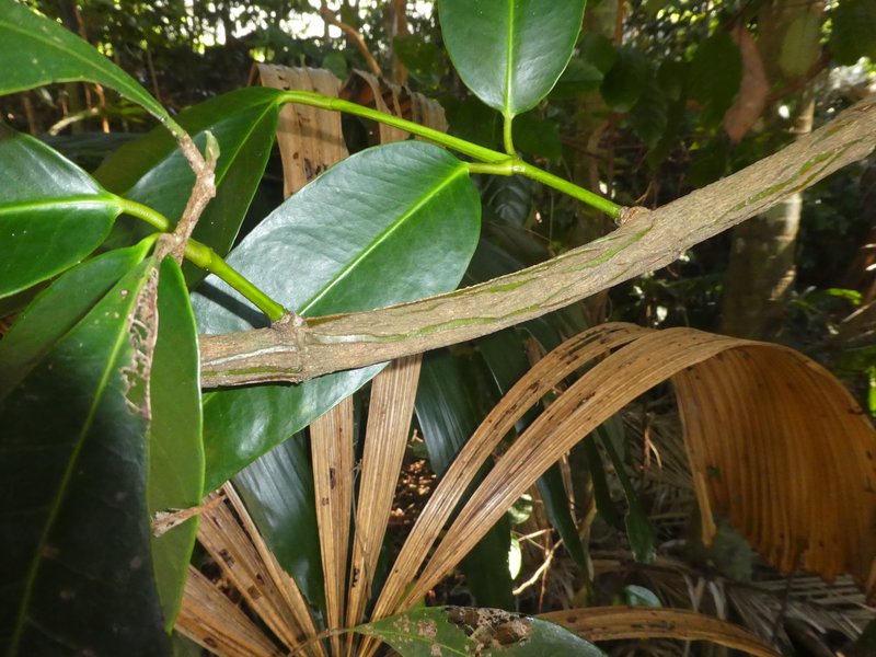 Gourka photo 4