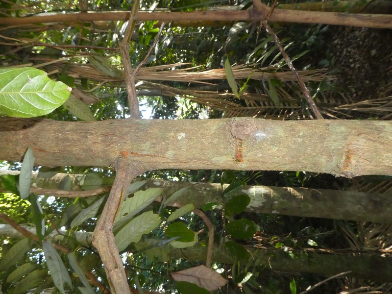 Gourka photo 5
